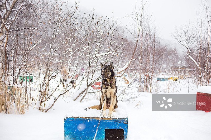 狗拉雪橇图片素材