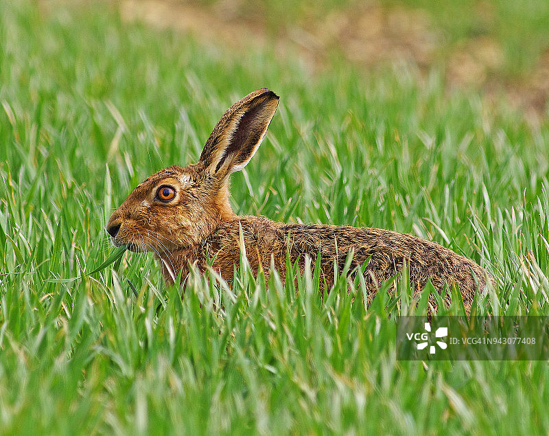 兔子(Lepus europaeus)图片素材