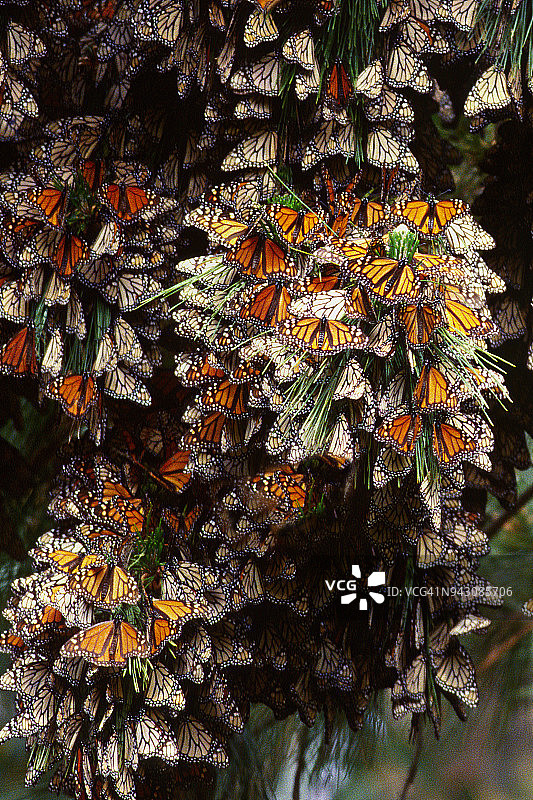 帝王蝶群图片素材