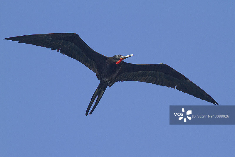 雄性丽色军舰鸟飞行图片素材