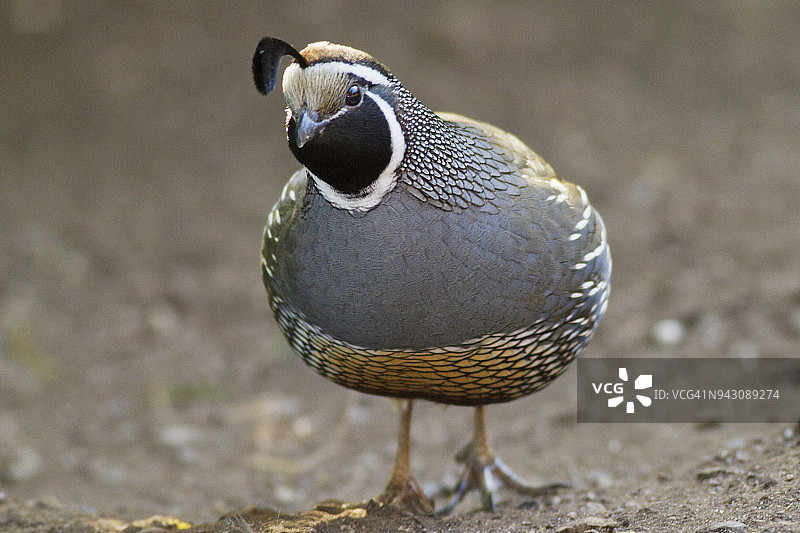 加州鹌鹑（雄性）图片素材