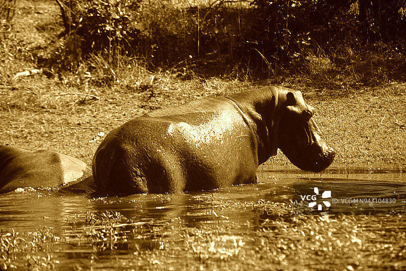 河马过河-棕褐色调图片素材