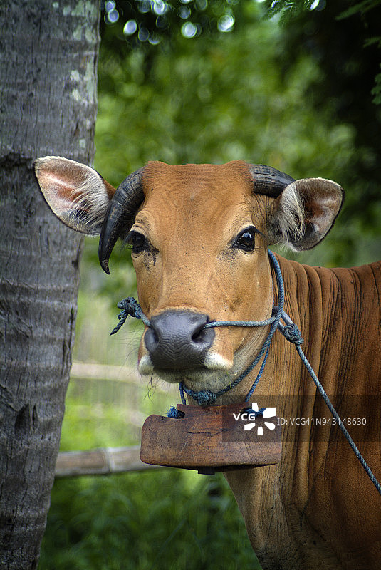 用于耕田的巴厘岛牛图片素材