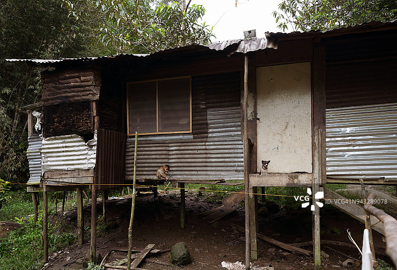 反映砂拉越森林中巴南部落的简朴小屋，通常由木材、藤条、树叶和竹子制成图片素材
