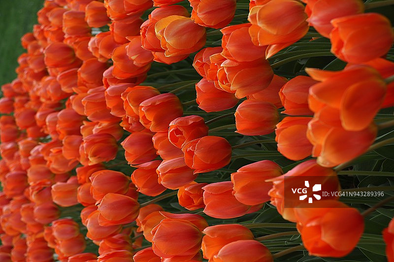 花园中的亮橙色郁金香图片素材