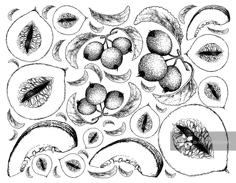 手绘卡萨巴甜瓜和海棠果背景图片素材