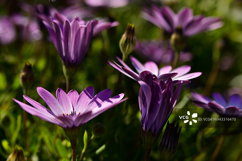 春天万寿菊花朵的微距照片图片素材
