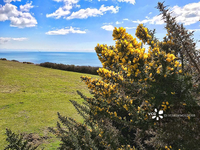 盛开的荆豆图片素材