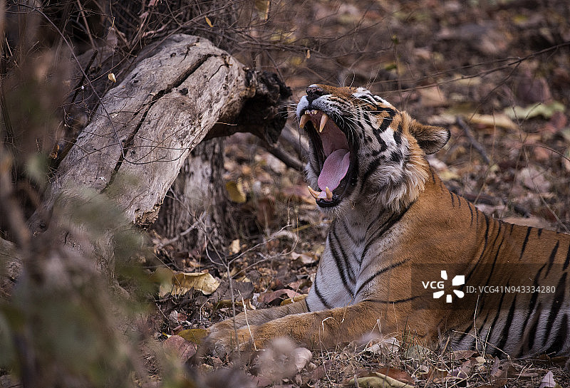 印度野生虎肖像图片素材