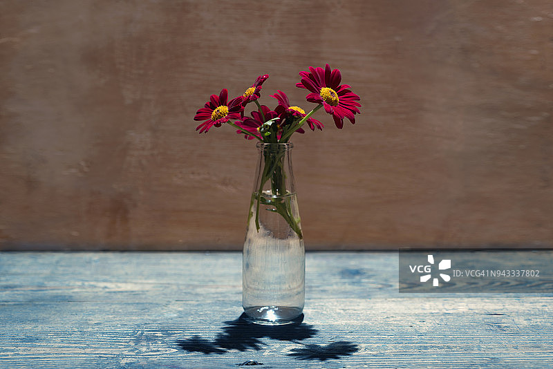 红色菊花罗宾逊图片素材