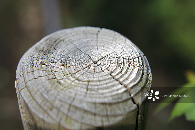 树的年轮图片素材