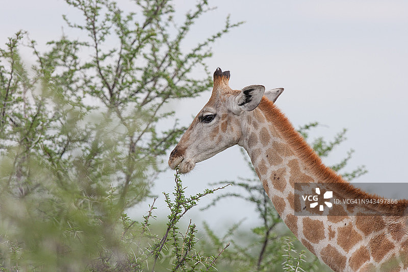 长颈鹿图片素材