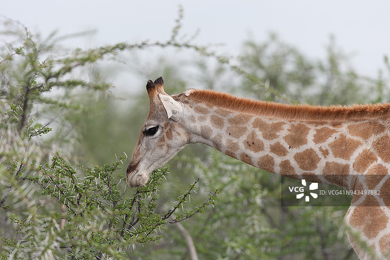 长颈鹿图片素材
