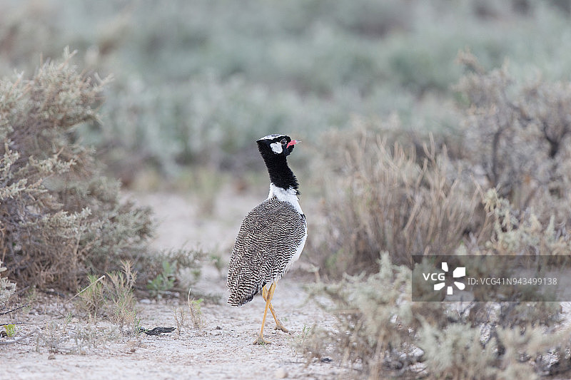 北部黑鹭图片素材