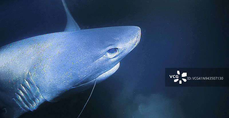 六鳃鲨特写图片素材