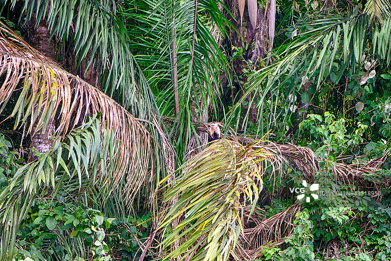 巴拿马甘博亚雨林中的猴子图片素材