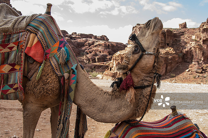 骆驼式瑜伽图片素材