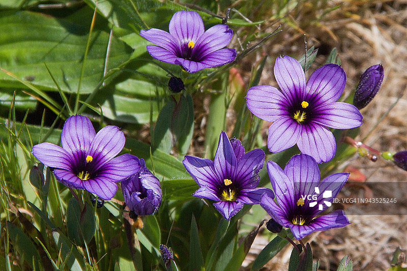 蓝眼草图片素材