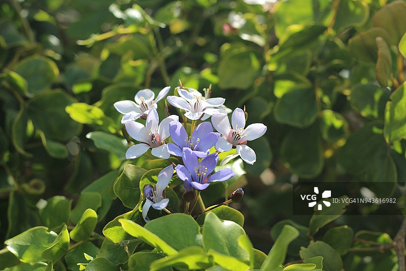 愈疮木花图片素材