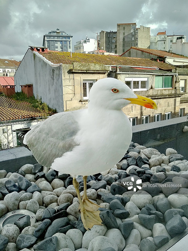 栖息在阳台上的海鸥图片素材