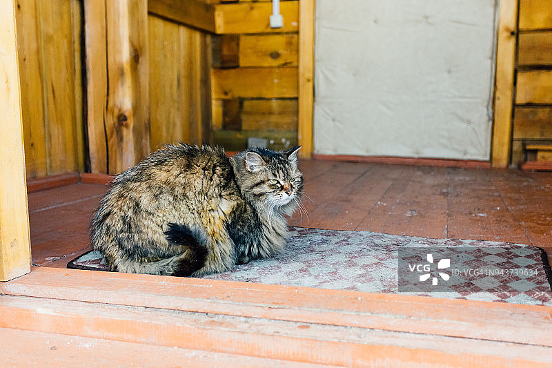 西伯利亚猫图片素材