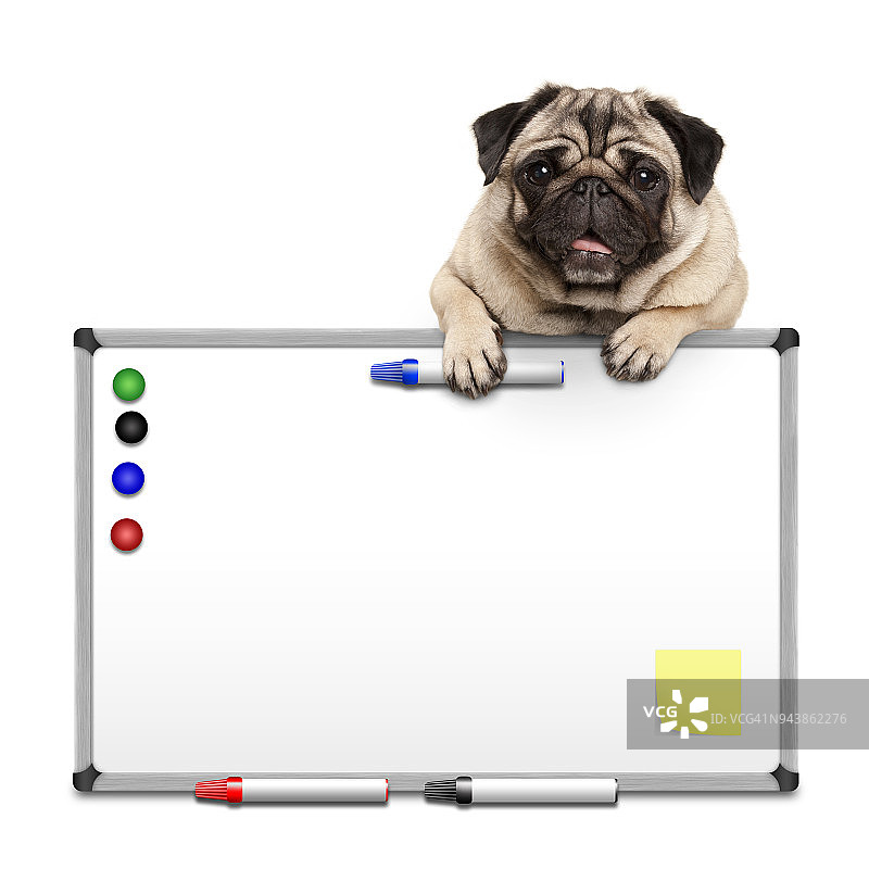 可爱的巴哥犬幼犬，爪子挂在空白白板上图片素材