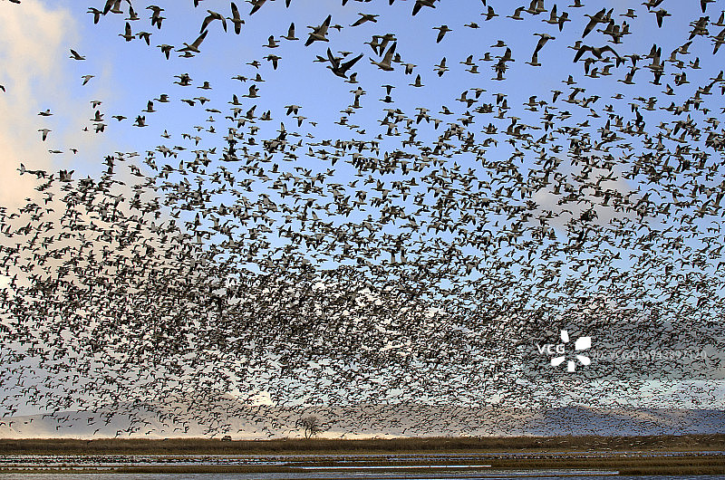 鸟类迁徙图片素材