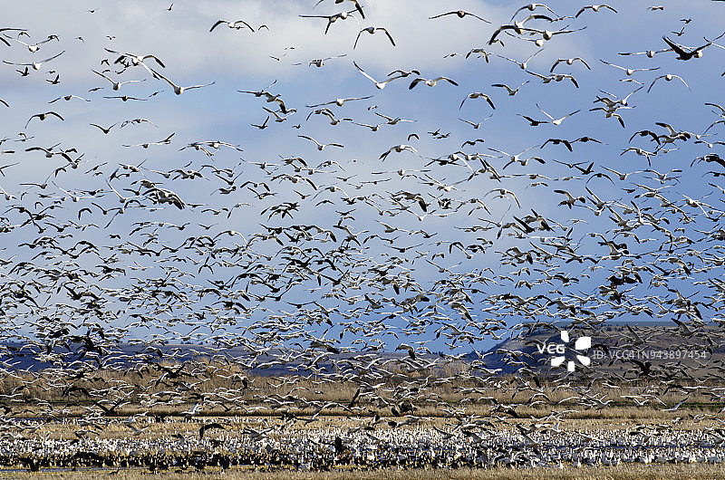 鸟类迁徙图片素材