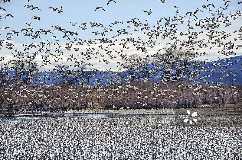 鸟类迁徙图片素材