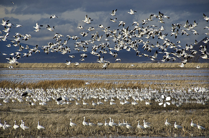 鸟类迁徙图片素材