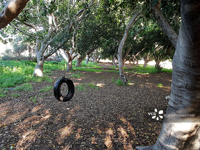 灌木丛中的轮胎秋千，童年的乐趣图片素材