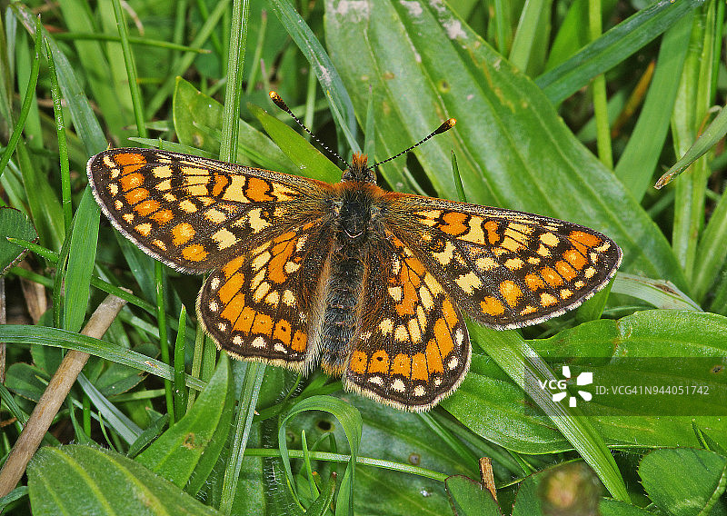 欧律阿莉娅玄灰蝶图片素材