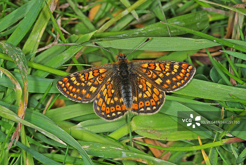 欧律阿莉娅玄灰蝶图片素材