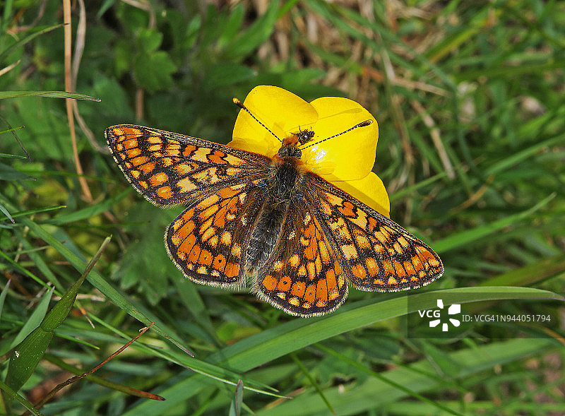 欧律阿莉娅玄灰蝶图片素材