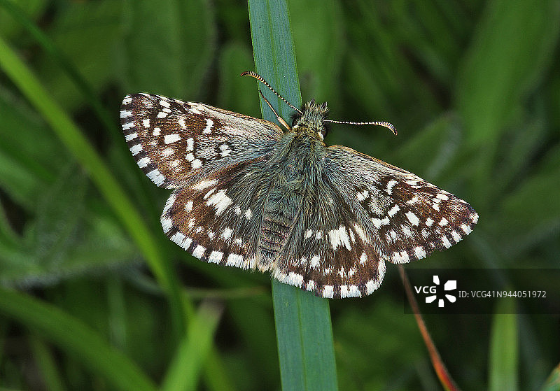 槲树弄蝶图片素材