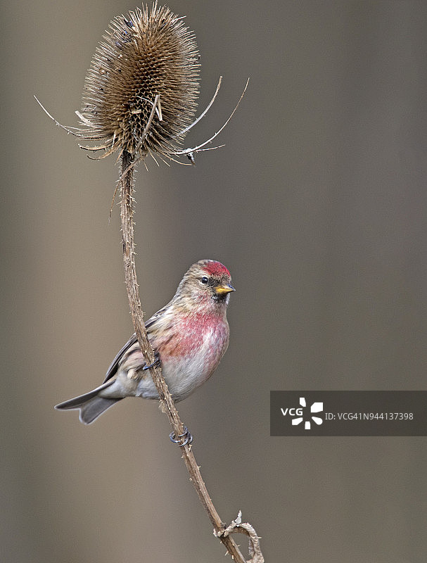 红雀鸟图片素材