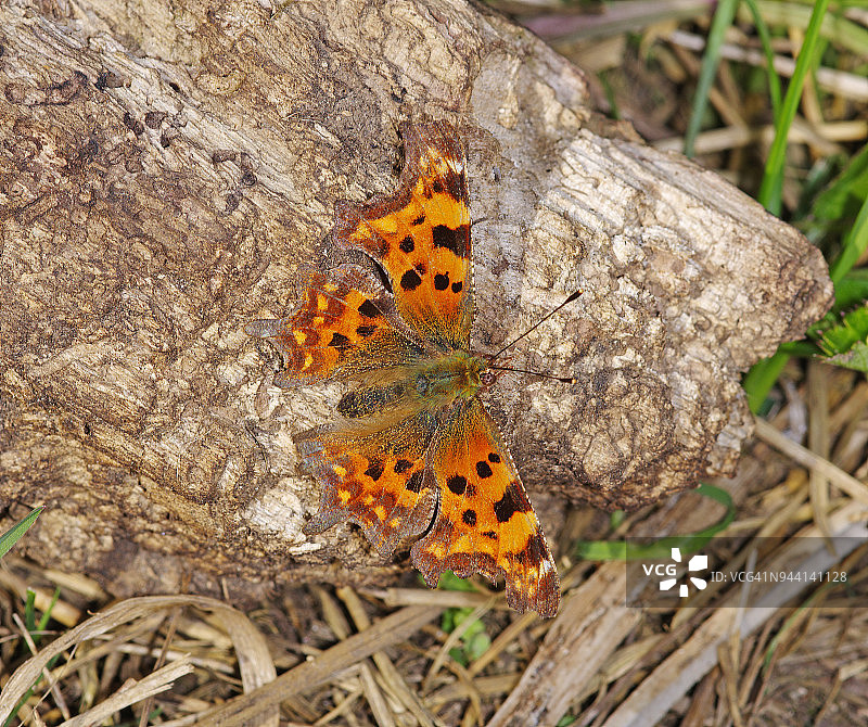 கேள்விக்குறி வண்ணத்துப்பூச்சி图片素材