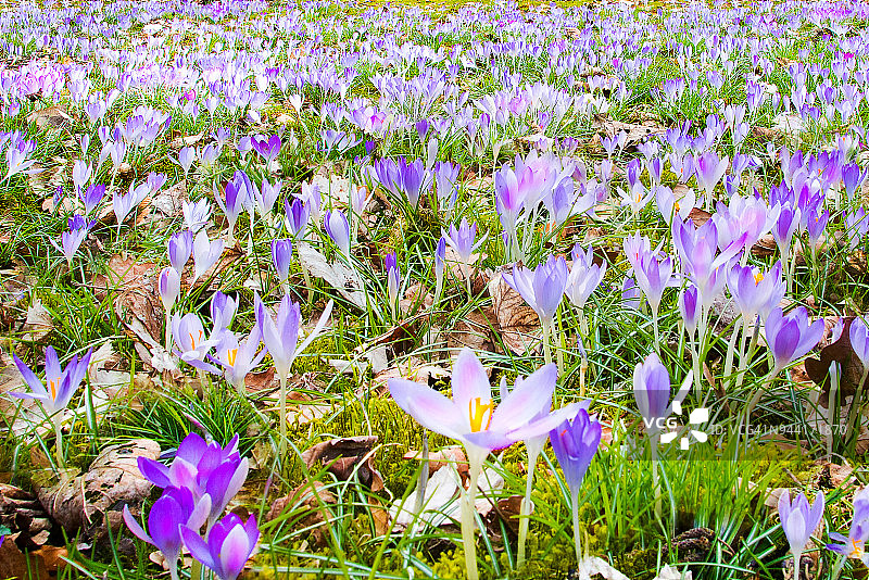 春意盎然图片素材