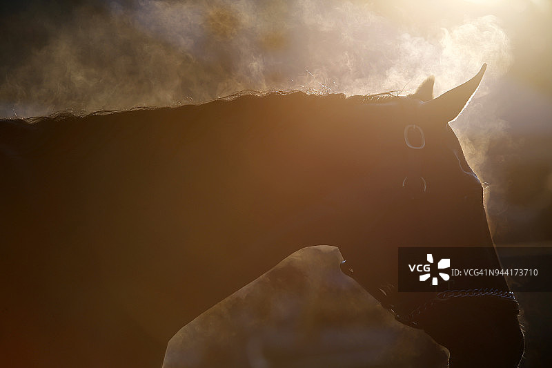 纯种赛马身上升腾的蒸汽图片素材