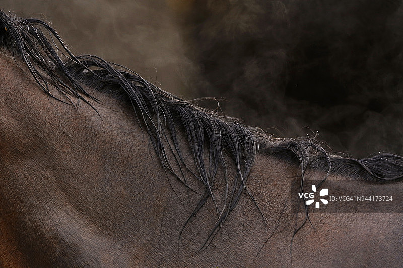 赛马鬃毛上升腾的蒸汽图片素材