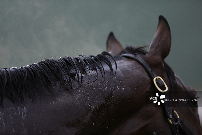 纯种赛马身上升腾的蒸汽图片素材