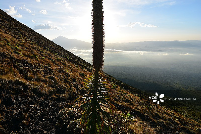 透过高山植被看维龙加山脉的火山地貌图片素材
