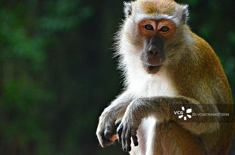 黑风洞的猴子图片素材