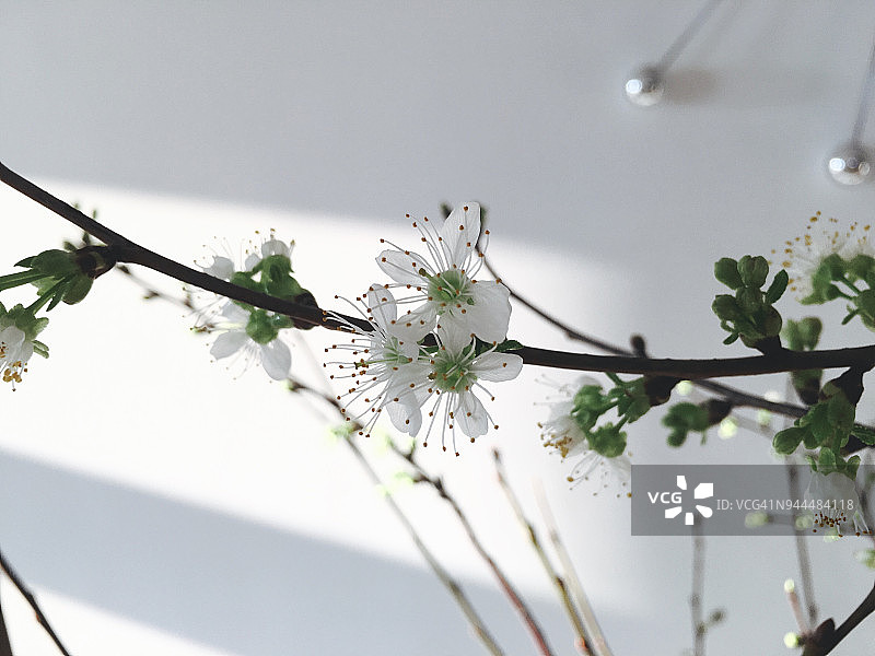 树枝上的白花图片素材