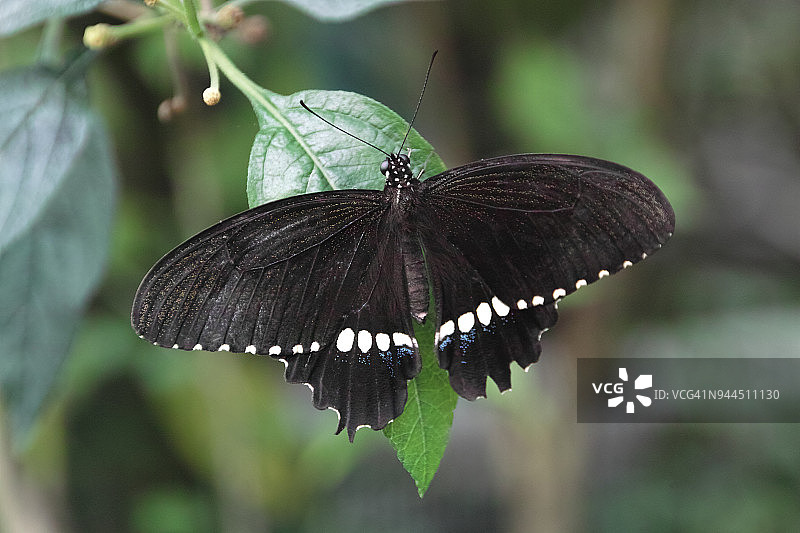 多形凤蝶图片素材