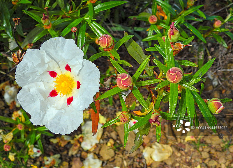胶岩蔷薇图片素材
