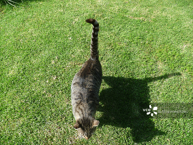 俯视角度下的猫和它的左侧阴影图片素材