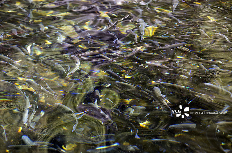 鳟鱼养殖场图片素材