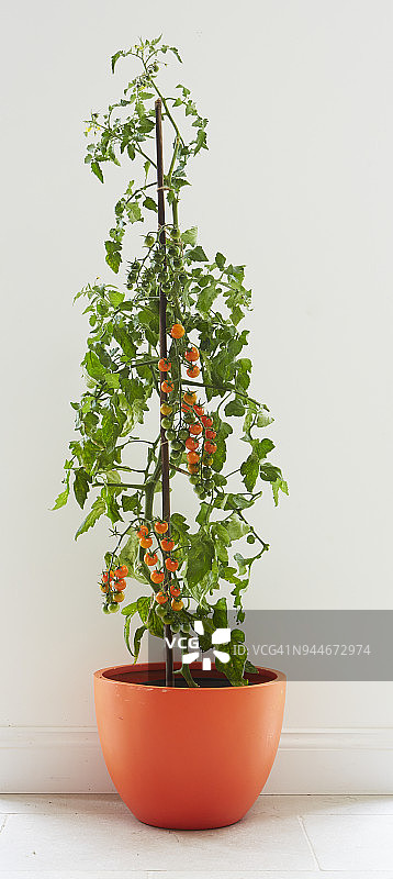 种植在橙色盆中并用甘蔗支撑的番茄植株图片素材