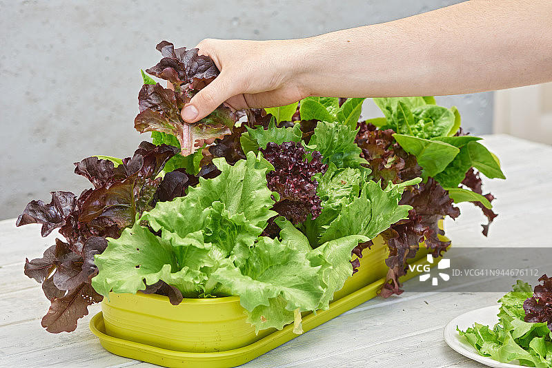 手工采摘生菜叶图片素材